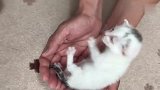 捡回一只被遗弃的小奶猫，窝在手心不肯走：我很好养的