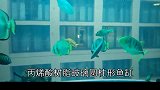 世界上最震撼的鱼缸，你见过吗？