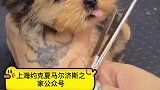 作为一只奶狗，你哪来这么多撩妹的技能呀？约克夏茶杯约克夏宠物