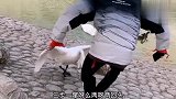 这气质立马就不一样了，尤其脚上还搭配了高跟鞋