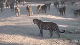 一头花豹遭到一群狒狒的围攻，花豹不敌狒狒群，狼狈逃走