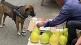 小狗买柚子，好吃来回购！