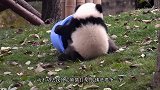 熊猫宝宝翻床越狱，回头一看奶妈来了，下一秒举动让人笑岔气！