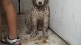 狗子：我就不想洗澡，洗澡太不安逸了！