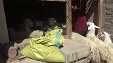 老卷受苦耐不住饥饿，家常烩菜搭配啥？热炕头边吃边唠，真开心