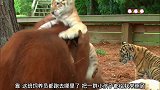 小老虎让一只猩猩来照顾，都抱在一起多么和谐的画面