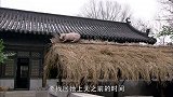 奇葩猪居然上屋顶了，上屋顶的理由让人无言以对