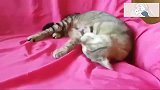 狸花猫这么乖萌的猫主子，让人怎么能忍盘它