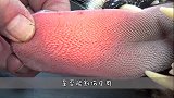 猩猩和婴儿一起长大，认为自己是人类，9个月后专家连忙终止实验