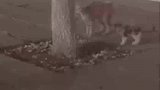 偶遇猫妈妈教小猫咪爬树哎，她还会挥挥小手过来呀宝宝
