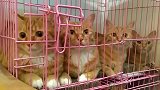 橘猫：像你们这样的人类，怎么可能逃的出我的手掌心呢！