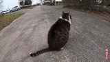 这是我见过最胖的流浪猫，不是亲眼所见，不敢相信它是流浪猫