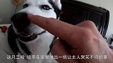 哈士奇照顾小鸡，2个月后画风突然转变，弄得主人哭笑不得