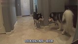 狗爸不在家带娃,自己偷偷出去玩,回来时看见狗妈秒怂!