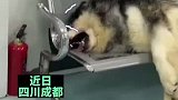 狗狗打架输了，躺在医院哭个不停
