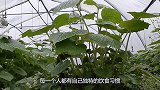 “芥末”那么难吃，到底是用什么做的？看完长知识了