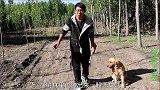 树林传出恶臭，金毛意外发现被啃食过的动物尸体，可把小伙吓坏了