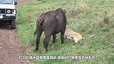 狮子偷袭小野牛，结果却遭到野牛疯狂追杀，狮子活活被折磨致死！