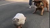 大鹅：你这狗子走开点，没看见我在这里么！