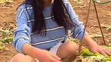 农村小姐姐，在白菜地里捡不要的菜，这样的做法你见过吗