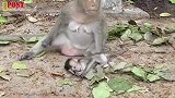 小猴因为贪玩摔倒在地，冷血的母猴看都不看一眼！