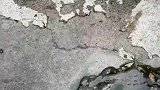 男生就想磨一下刀，结果给狗子吓成这样