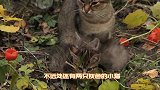流浪猫妈妈一家雨后偷闲，真好奇猫爸爸长啥样？