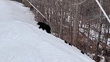 美国一只母熊带着三只幼崽在游客面前横穿滑雪道