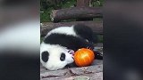 大熊猫幼仔套绳身亡 网友目击过程：长时间无人解救