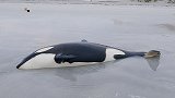 英国：3米多长虎鲸搁浅在沙滩，救援人员帮助其重返大海