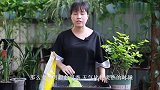 三伏天，养花老手最爱自制这种“肥土”，入秋有大用，别错过了！
