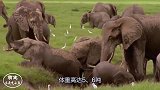 野牛在大象领地玩耍，不料惹得大象不高兴，被摁在地上爆锤！