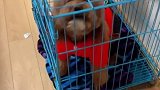 成精的狗