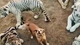 狗妈妈非常厉害，身边全是猛虎！