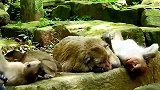 3个孝子轮换照顾猴妈，真叫人欣慰