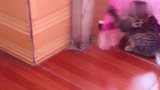 小奶猫打了小鸡一巴掌，下一秒就怂了