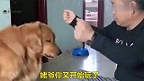 姥爷和金毛玩游戏，金毛一脸懵逼，差点被姥爷骗了