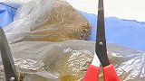 这到底是啥？仓鼠