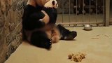 熊猫成大：康康谁再造谣熊家没好好带娃，俺跟谁急
