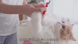 小奶猫第一次剪指甲，凶巴巴的模样太可爱了，镜头拍下搞笑一幕