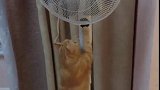 猫：铲屎的快把电风扇打开，热死了！