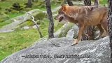 谁说狗怕狼，杜宾犬单挑5头狼，狼群认怂不敢应战，真正的狗