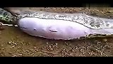 旅游-实拍超级巨蟒被捕获 腹中剖出大水豚全过程