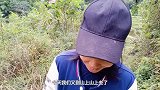 大雾天上山采摘板栗，上树容易下树难，看得小张狠狠捏了一把汗。