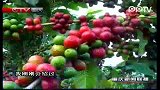 云南：大力推进咖啡产业发展