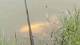 大鱼从钓友鱼竿下悠闲游走