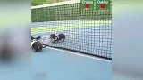 《爆笑60秒》球场小可爱 超萌腊肠狗打网球把人萌得心都化了