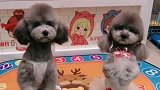 主人和两只狗狗玩藏猫猫，结局太好笑了