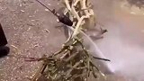 树杈再利用，传统手艺