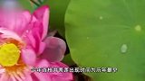 五枝并蒂莲！北京莲花池公园开园以来首次在同一开花季发现